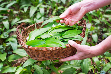 Picking fresh wild garlic leaves in nature. Hands holding basket of ramson wild garlic leavesの写真素材