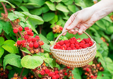 Women hands picking ripe raspberry in basket close up shoot. Harvesting concept. Fresh wineberries