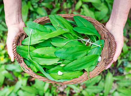 Picking fresh wild garlic leaves in nature. Hands holding basket of ramson wild garlic leaves
