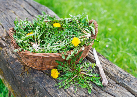 Dandelion in basket. Picked fresh dandelion leaves in garden.の写真素材