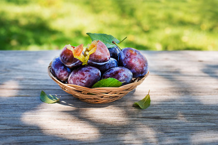 Basket of fresh ripe plums on a wooden background outdoors on sunny dayの写真素材