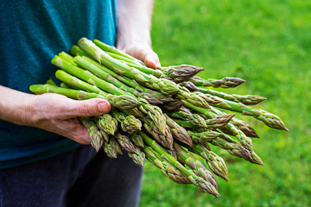 Farmer holding freshly picked green asparagus close upの写真素材