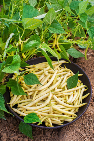 Freshly plucked yellow string beans in bowl, vegetable garden with leaves backgroundの写真素材