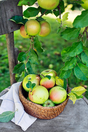 Basket of fresh apples in garden background. Harvest appleの写真素材