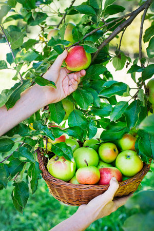 Close up of female farmer worker hands holding picking fresh ripe apples in orchard garden during autumn harvest. Harvesting timeの写真素材