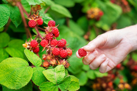 Women hand picking ripe raspberry close up shoot. Harvesting concept. Fresh japanese wineberriesの写真素材