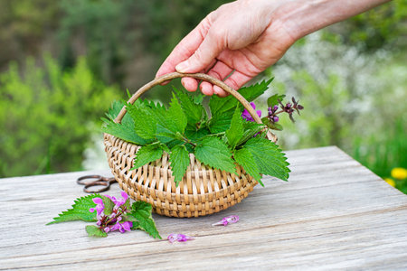 Fresh nettles. Woman hands holding basket with freshly harvested nettle plant. Spring season of harvesting herbs.の写真素材