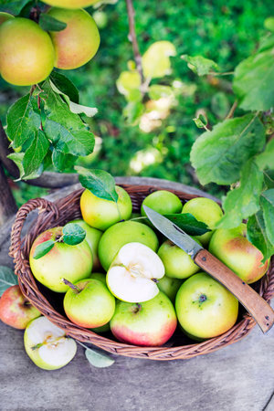 Basket of fresh apples in garden background. Harvest appleの写真素材
