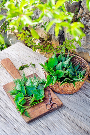 Basket of fresh herbs - leaves of nettle harvested in the gardenの写真素材