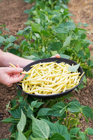 Woman hands freshly plucked yellow string beans in bowl, vegetable garden with beans leaves backgroundの写真素材