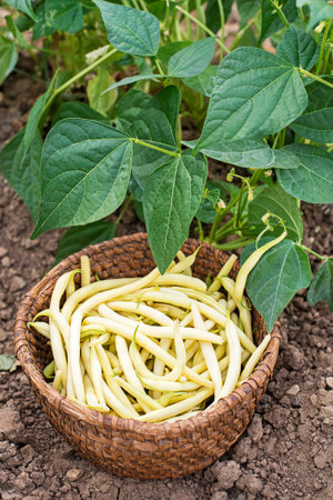 Freshly plucked yellow string beans in basket, vegetable garden with beans leaves backgroundの写真素材