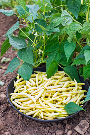 Freshly plucked yellow string beans in bowl, vegetable garden with beans leaves backgroundの写真素材