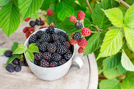 Picked ripe blackberries in a cup, against the background of a bush of blackberries. Blackberry - branches of fresh berries in the garden. Harvestingの写真素材