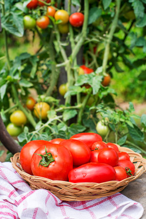 Harvested fresh ripe red tomato.Tomatoes growing on the farm outdoors. Harvesting tomatoesの写真素材