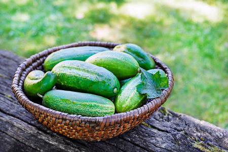 Picking cucumber from home garden. Harvesting cucumberの写真素材