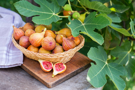 Fresh figs, some whole and some halved, displayed in a basket. Picking figs fruit growing on the branch fig tree in organic gardenの写真素材