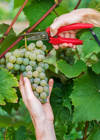 Close up of Worker's Hands Cutting White Grapes from vines during wine harvest. Grapes. With Selective Focus on the hands and grapesの写真素材