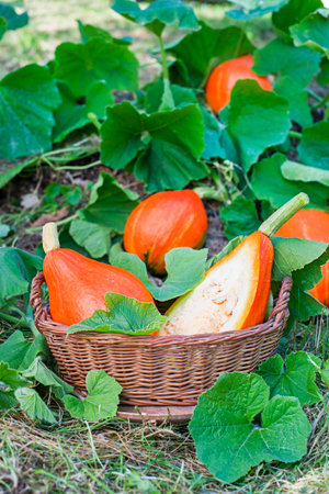 Picking hokkaido pumpkin. Ripe fresh pumpkins Red Kuri Squash with the branch in the garden. Harvesting hokkaido pumpkin in gardenの写真素材