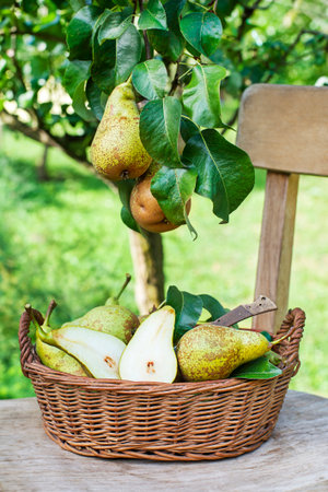 Picking fresh ripe pears in orchard garden during harvest. Harvesting time.の写真素材