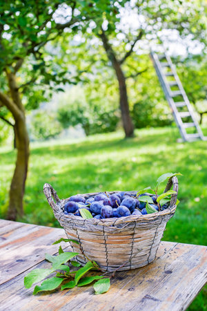Picking plums into wicker basket from home garden. Autumn plum harvest in orchard. Metal stepladder in orchard for picking fruitの写真素材