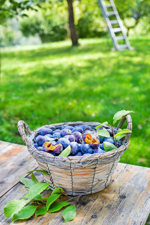 Picking plums into wicker basket from home garden. Autumn plum harvest in orchard. Metal stepladder in orchard for picking fruitの写真素材