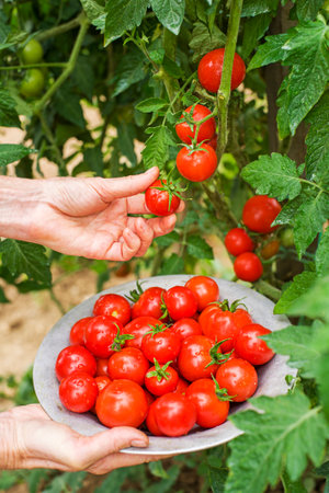 Woman hands Picking ripe red cherry tomato.Tomatoes growing on the farm outdoors. Harvesting tomatoesの写真素材
