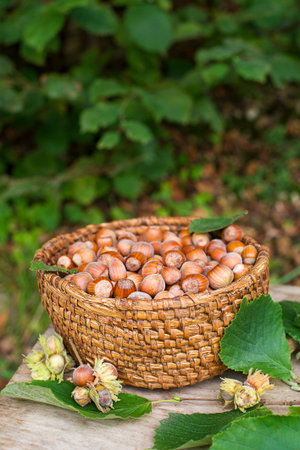 Hazelnut harvest season. Ripe hazelnuts from a deciduous hazel tree bunch in garden. Growing raw nuts fruit on plantation field.の写真素材
