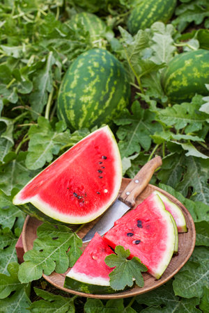 Watermelon field ready for harvest with close-up of ripe, red watermelon. Cutting Slices of ripe juicy watermelon in fieldの写真素材