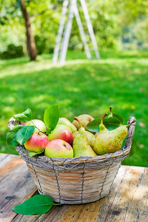 Harvest of ripe pears and apples in to basket from home garden. Metal stepladder in orchard for picking fruitの写真素材