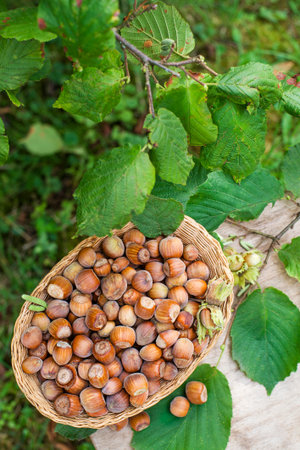 Hazelnut harvest season. Ripe hazelnuts from a deciduous hazel tree bunch in garden. Growing raw nuts fruit on plantation field.の写真素材