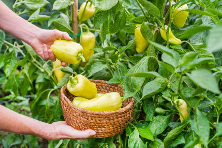 Worker hand harvesting yellow fresh ripe organic bell pepper in garden. Farmer harvested ripe peppers in the fieldの写真素材