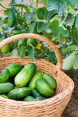 Picking cucumbers in to basket from home garden. Cucumbers growing on the farm field outdoors. Harvesting cucumberの写真素材
