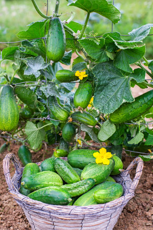 Picking cucumbers in to basket from home garden. Cucumbers growing on the farm field outdoors. Harvesting cucumberの写真素材