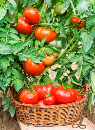 Freshly picked mixed red tomato.Tomatoes growing on the farm outdoors. Harvesting tomatoesの写真素材