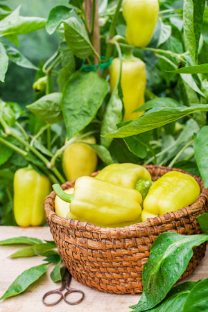 Harvesting fresh organic yellow bell pepper in farm, agricultural conceptの写真素材