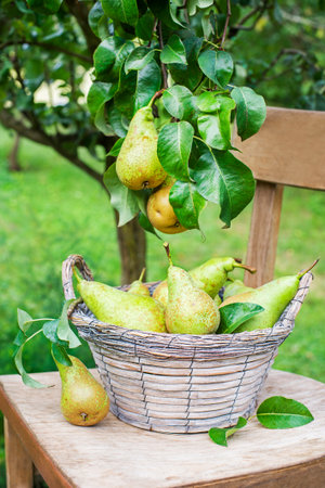 Picking fresh ripe pears in orchard garden during harvest. Harvesting time.の写真素材