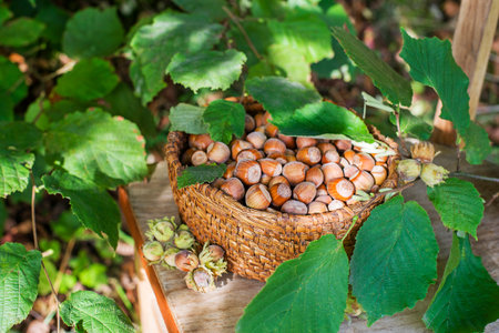 Hazelnut harvest season. Ripe hazelnuts from a deciduous hazel tree bunch in garden. Growing raw nuts fruit on plantation field.の写真素材