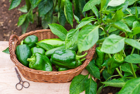 Harvesting fresh organic green bell pepper in farm, agricultural conceptの写真素材