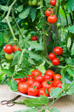 Freshly picked red cherry tomato.Tomatoes growing on the farm outdoors. Harvesting tomatoesの写真素材
