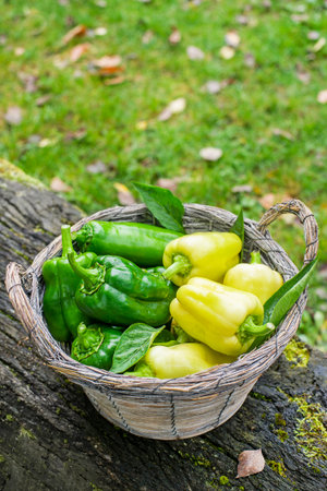 Harvesting fresh organic green and yellow bell pepper in farm, agricultural conceptの写真素材