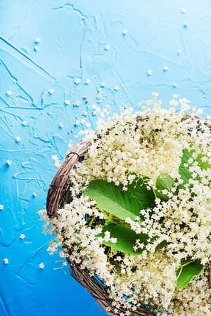 Elder blossom flower in a basket on blue background - herbs to prepare syrup or dishの写真素材