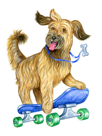A dog on a skateboard, isolated on a white backgroundの写真素材