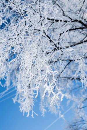 Ice on the tree