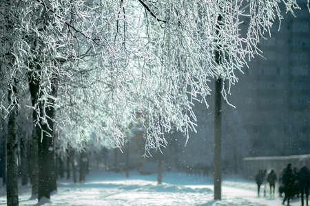 Winter snow tree near the road