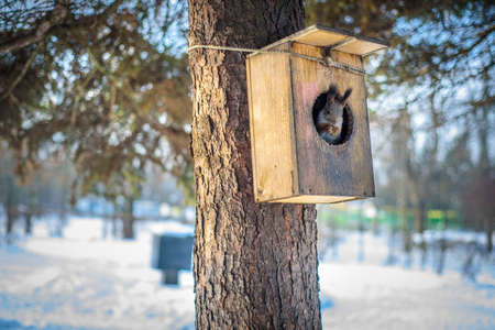 a little squirrel in the park. sits in a birdhouse on a pine tree. keeps in the clutches. winter landscapeの写真素材