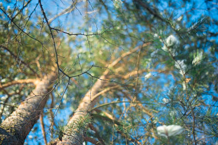a twig of wood against the sky and beautiful pine trees. Sunlight on the trunks of pines. Falling snowflakes. Winter forest.の写真素材