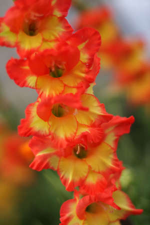 red and yellow gladiolusの写真素材
