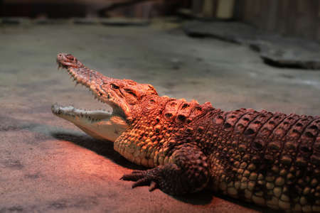 crocodile warming at the zooの写真素材