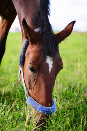 bay horse eating green grass on fieldの写真素材