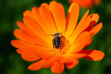 bee at the center of orange flower calendulaの写真素材